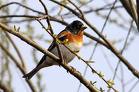 Brambling in a willow tree