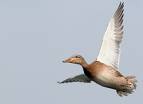 Saw a duck fly round over the river
