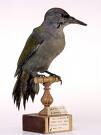Grey Headed Woodpecker