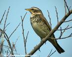 Dusky Thrush