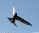 Swifts