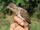 Wryneck