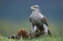 Goshawk
