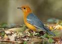 Ground Thrushes
