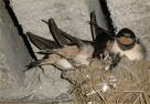 Saw House Swallows