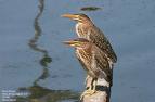 Saw 2 Green Herons looking for a place to land