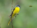 Grey Minivet
