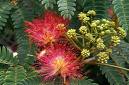 Mimosa Tree