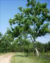 The Catalpa tree