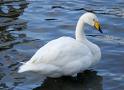 Saw a Whooper Swan
