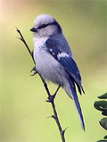 Azure Tit