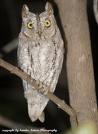 Scopse Owl