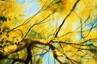 acacia are in full bloom now