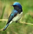 Saw a Pallas Blue Robin
