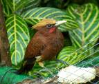 Chestnut Woodpecker