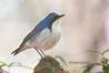 Saw a Pallas Blue Robin