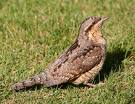 Wryneck