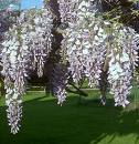 Wysteria