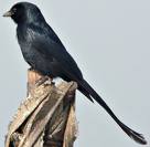 black Drongo