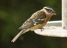 hesser Black Headed Grosbeak