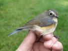 Yellow browed Willow Warbler