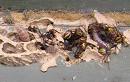 Mason Wasp's nests