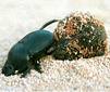 Scarab Beetles mud ball