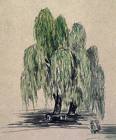 Willow tree