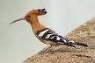 lair of a Hoopoe