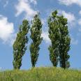 poplar