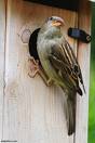 sparrow's nest