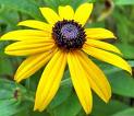 Black eyed Susan