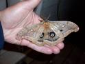 Moth Heard