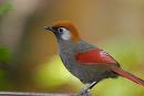 red Tailed Thrush