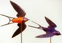 swallows going round in pairs