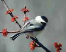 Chickadees