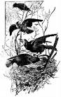 Rooks nests
