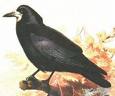 Rooks nests