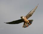 Red Footed Falcon
